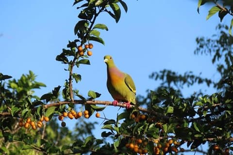 Kalametiya Bird Watching Safari vanuit zuidelijke kusthotels