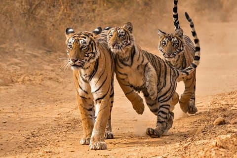 6 dagars Golden Triangle-turné med Ranthambore från Delhi