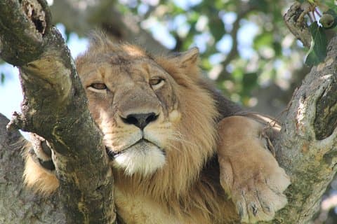 12-Day Pearl of Africa Wildlife and Adventure Highlights