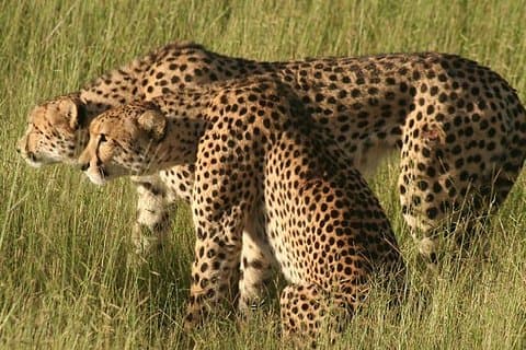 6 Days 5 nights Amboseli, Tsavo & Diani Beach