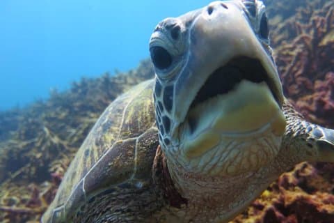 [Miyakojima, experiencia de buceo] Completamente charter de 2 personas ¡Tortuga marina y tiburón a veces Madaratobiei! Buceo de piel en puntos más profundos