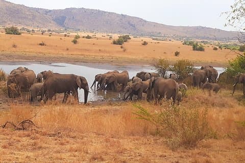 Day-safari to Pilanesberg national park from Joburg or Pretoria