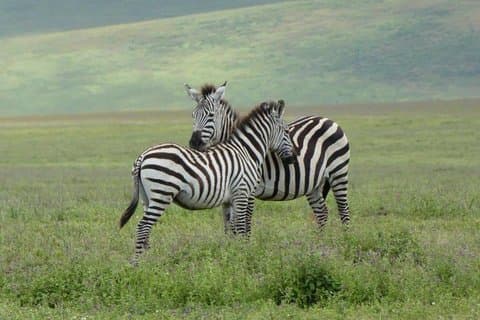 Safaris exclusivos en las mejores áreas de vida silvestre de África. 5 días Tanzania