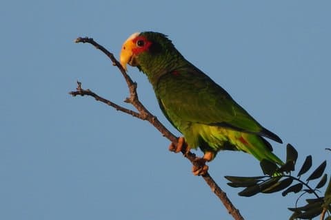 Birds of the Mayan World 1