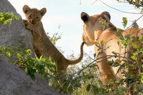 Esclusivo game drive safari Chobe di un giorno intero