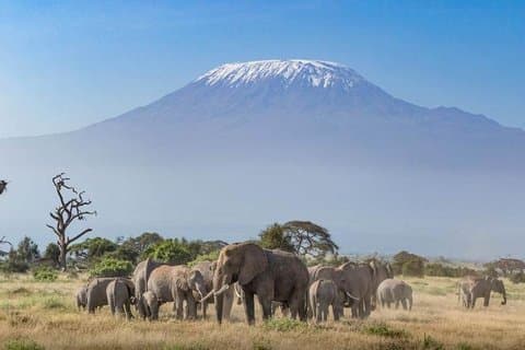 Safari de 2 dias no Quênia - Aventura no Parque Nacional Amboseli