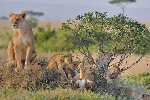Excursão de Safari de 3 dias: Explore o Parque Nacional Amboseli no Budget