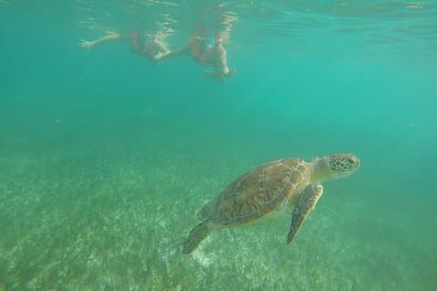 Akumal Marine Turtle Daglig tur