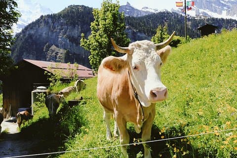 Explorez les Instaworthy Spots d'Interlaken avec un local