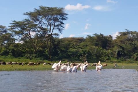 Excursion d'une journée au lac Naivasha, Nakuru