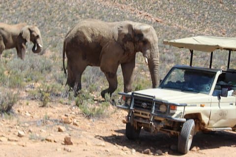 Privétransfer naar Safari Big 5 in Aquila vanuit Kaapstad, exclusief toegangsprijzen