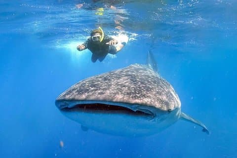 Nado con Tiburon Ballena