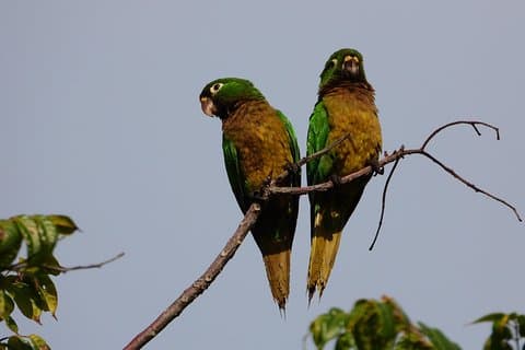 Vogels van de Maya-wereld 3