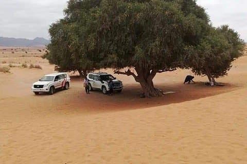 Dagsture til Mini Sahara-ørkenen + Massa Tiznit