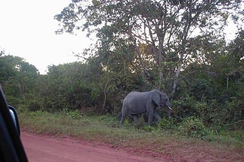 Shimba Hills National Reserve Day Tour from Mombasa/Diani Beach & surroundings