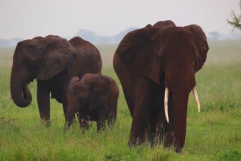 4 Days Tanzania Safaris To Tarangire, Serengeti And Ngorongoro Big 5 Safaris