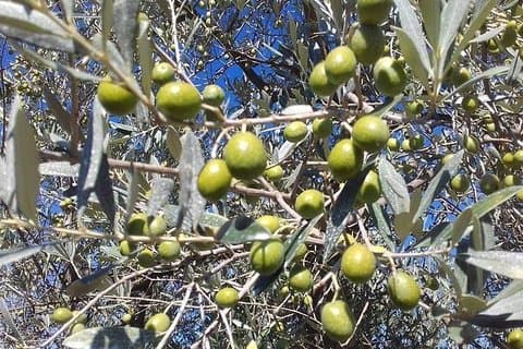 Extra Virgin Olive Oil Experience
