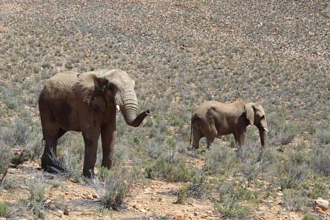 Visit Big 5 Aquila Game Reserve Group Transfer UP To 13 Pax From Cape Town F/D