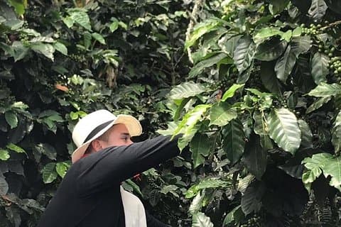 Visite du café - Tout compris - Medellín