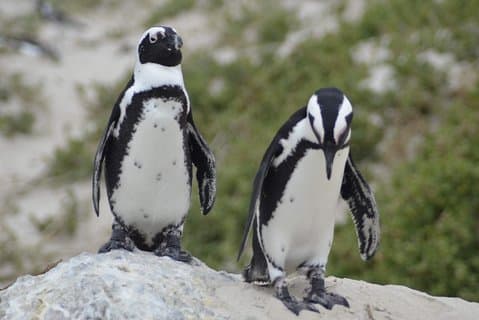 Cape Town Private Tour: Cape of Good hope & Boulders Penguins