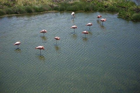 Wetlands Walking Tour på Isabela Island