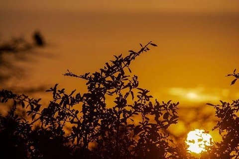 3 Days Selous Game Reserve Safari