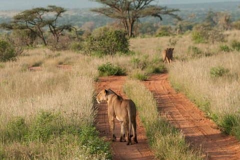 Nairobi-Nationalpark, Brandelefanten und Giraffenzentrum-Tour