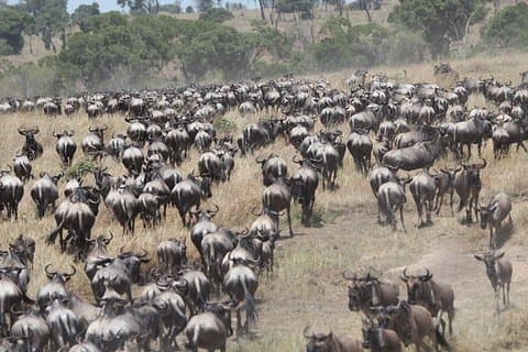 10 Tage Gnu-Migrations-Safari