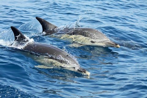 Lisbon: Delfinovervåkning med en marinbiolog - Ocean Safari