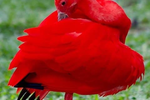 Yerette Nature Reserve and Caroni Wildlife Tour