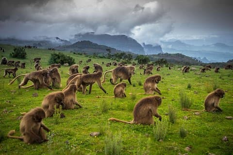 Day trek to Simien Mountain