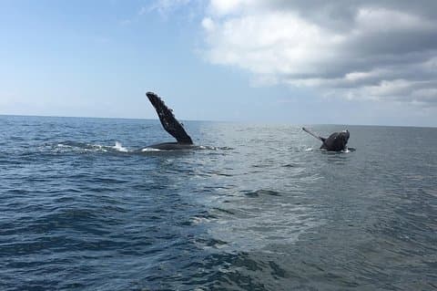 Observation des baleines