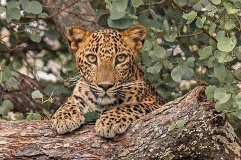Entré til Lunugamvehera National Park med privat safari