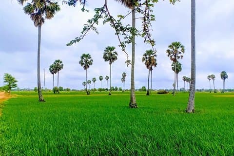 Killing Field & Reisfelder Tuk Tuk Abenteuer