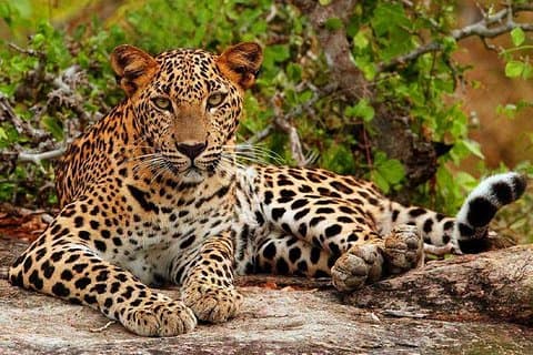 Yala Safari - Yala National Park