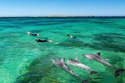 Dolphin Encounters, Ile aux Benitier & Crystal rock: heldag (frokost og transfer)