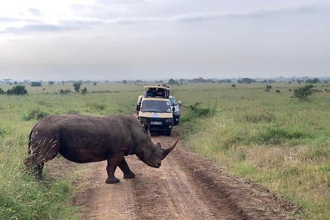 Halvdags Nairobi National Park Safari fra Nairobi med gratis afhentning