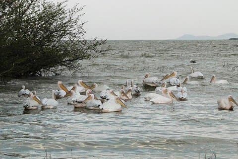 Viagem de um dia ao Lago Ziway