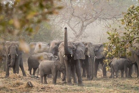 Visite personnalisée de la faune d'Akagera de 2 jours