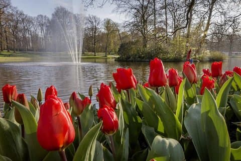 Luxury Private Transfer Tour to Keukenhof Lisse
