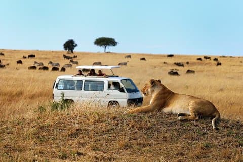 Tour di mezza giornata in sosta all'aeroporto di Nairobi Parco nazionale di Nairobi