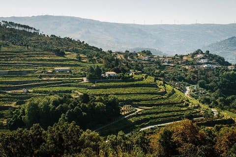 Visite privée premium du Douro et du Vinho Verde : dégustations de vin et déjeuner