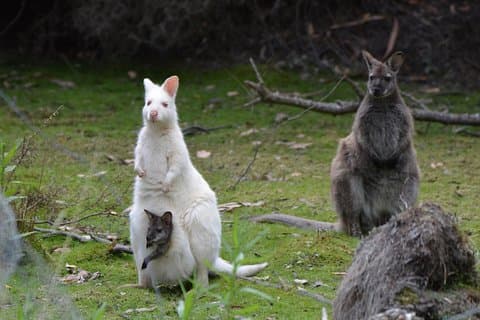 2-tägige Tour zu den Höhepunkten Tasmaniens – Bruny Island und Port Arthur