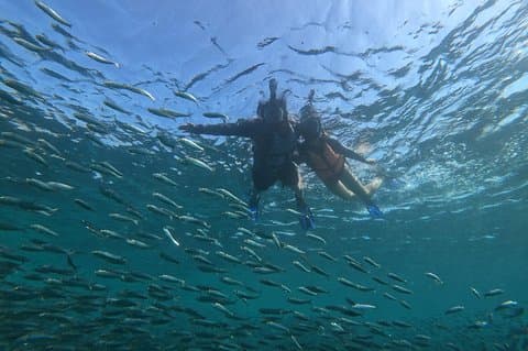 モアルボアルイワシ、カメ、カワサン渓谷