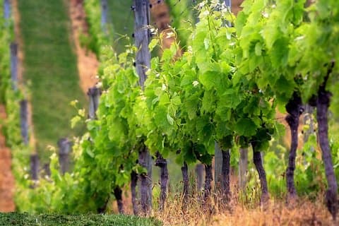 Private Chianti Wine Tour