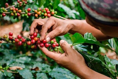 The Real Coffee Tour fra Medellin