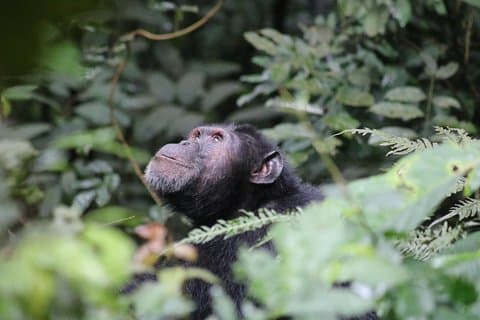2 Day Chimpanzee Trek at Kibale National Park