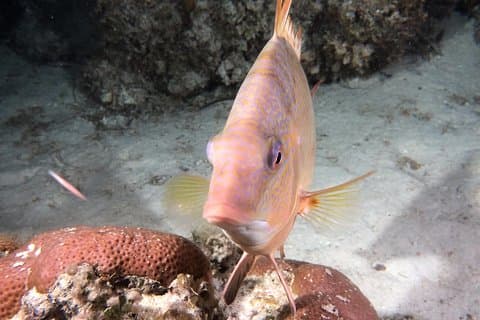 Small Group Guided Shore Dives in St. Andrews State Park, Florida