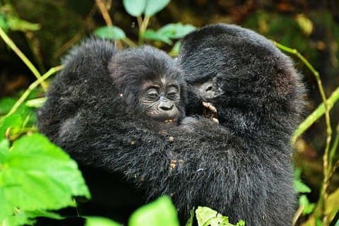 Gorilas, Caça e Masai Mara Safari - 14 Dias