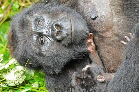 Gorilla Trekking e Masai Mara Safari – 8 giorni